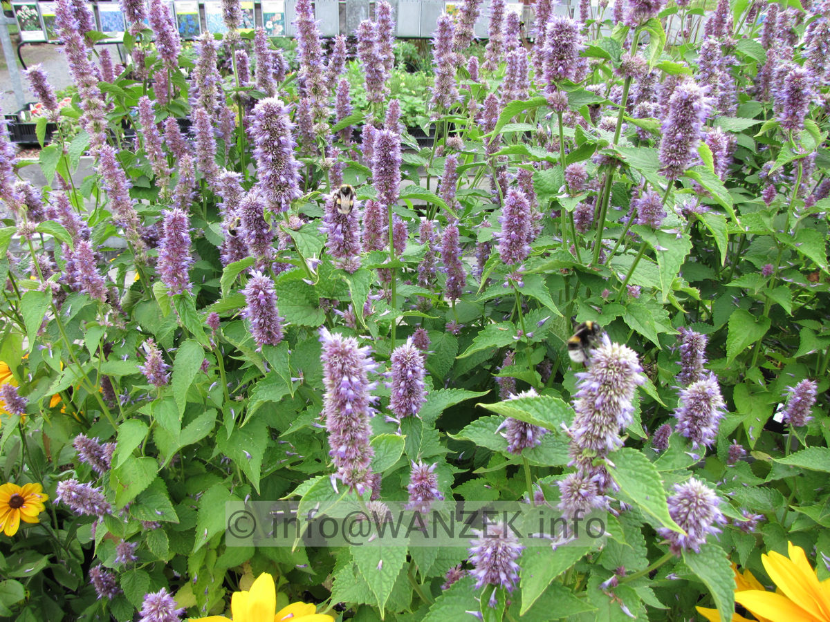Agastache foeniculum 3.JPG